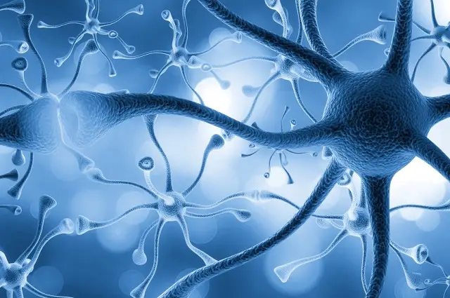 Neuroscience Internships