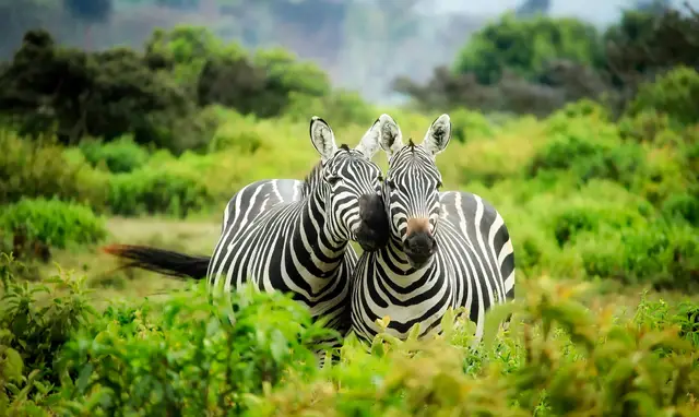 zebras in tall grass