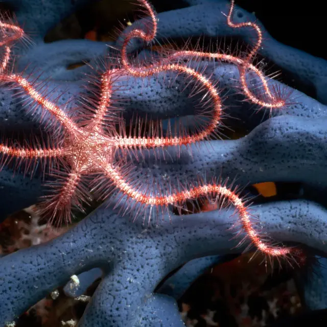 Coping with Climate Change: Evaluating the Plastic Responses of Brittle Stars to Ocean Acidification and Warming
