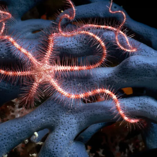 Coping with Climate Change: Evaluating the Plastic Responses of Brittle Stars to Ocean Acidification and Warming