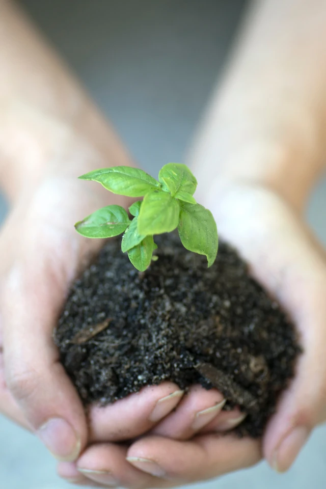 Laurel Springs x Polygence: Environmental Sustainability - Using nature-based technologies to help sequester carbon and fight climate change